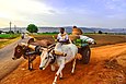 Bullock cart