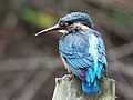 Common kingfisher