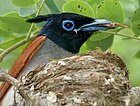 Asian Paradise Flycatcher terpsiphone paradisi in Anantagiri