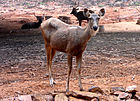 Cervus unicolor Sambar deer at Zoological park in Visakhapatnam
