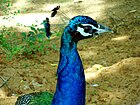 Indian Peafowl pavo cristatus at Kambalakonda
