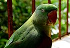 Parrot Psittacula eupatria in Visakhapatnam
