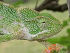 South Asian Chamaeleon (Chamaeleo zeylanicus) at Keesara