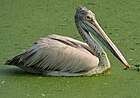 Spot-billed Pelican pelecanus philippensis at Uppalapadu