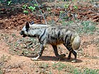 Striped hyena Hyaena hyaena at Zoological park in Visakhapatnam