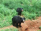 ursus ursinus sloth bear at Zoological park in Visakhapatnam