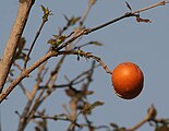 Strychnos nux-vomica in Kinnarsani