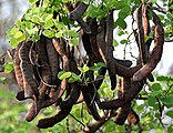 Bauhinia racemosa (Jhinjheri) at Shamirpet