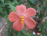 hibiscus hirtus at Yeleswaram
