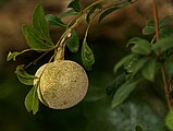 limonia elephantum or fernonia limonia (wood-apple) in Talakona