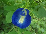 clitoria ternatea at Kambalakonda
