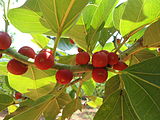 ficus benghalensis banyan in Visakhapatnam