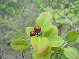 maba buxifolia at Kambalakonda