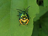 coccinellidae genus multicolored Bug at Kambalakonda