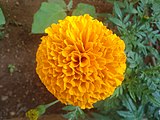 Tagetes erecta at Madhurawada
