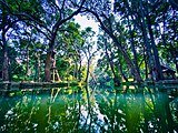 Talakona forest