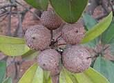 Sapota Manilkara zapota at Madhurawada