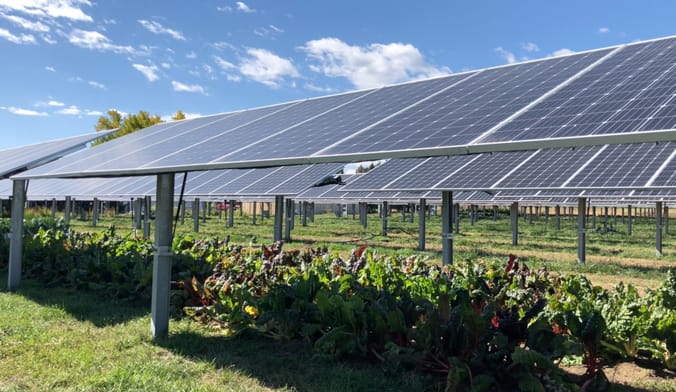 Solar panels in a field with kale and Swiss chard leafy greens underneath them in partial shade.