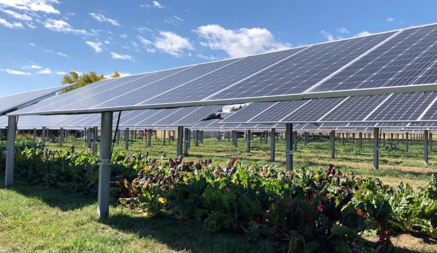 Solar panels in a field with kale and Swiss chard leafy greens underneath them in partial shade.