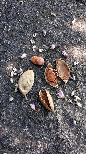 File:PongamiaFlowersPodsSeeds.jpg