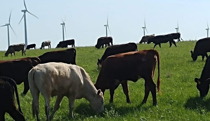 A group of cattle grazes on grass in front of wind turbines