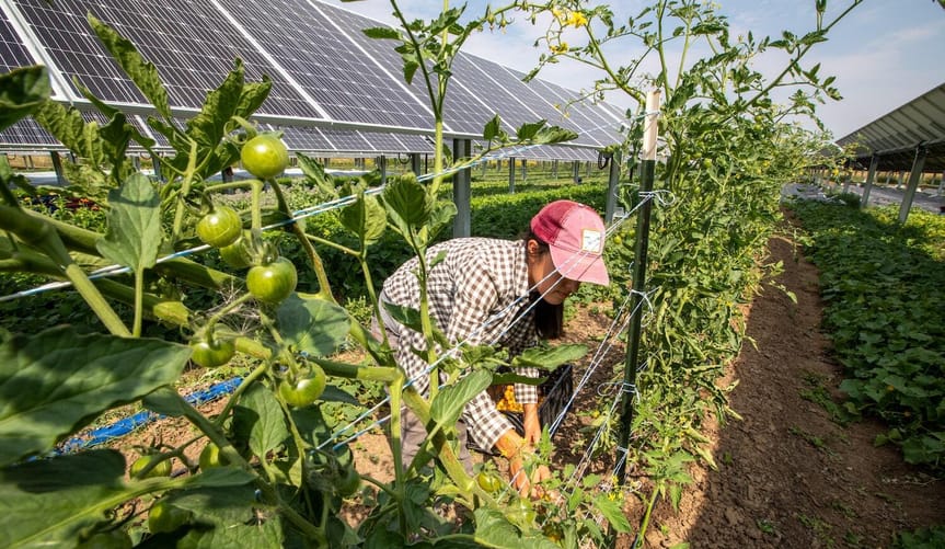 person picking tomatoes that are growing under solar panels