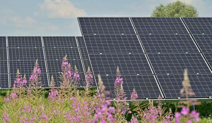 Solar panels in a field with flowers in the foreground