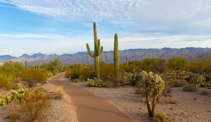 Two tall saguaro cactuses in an Arizona desert landscape with mountains in the far distance