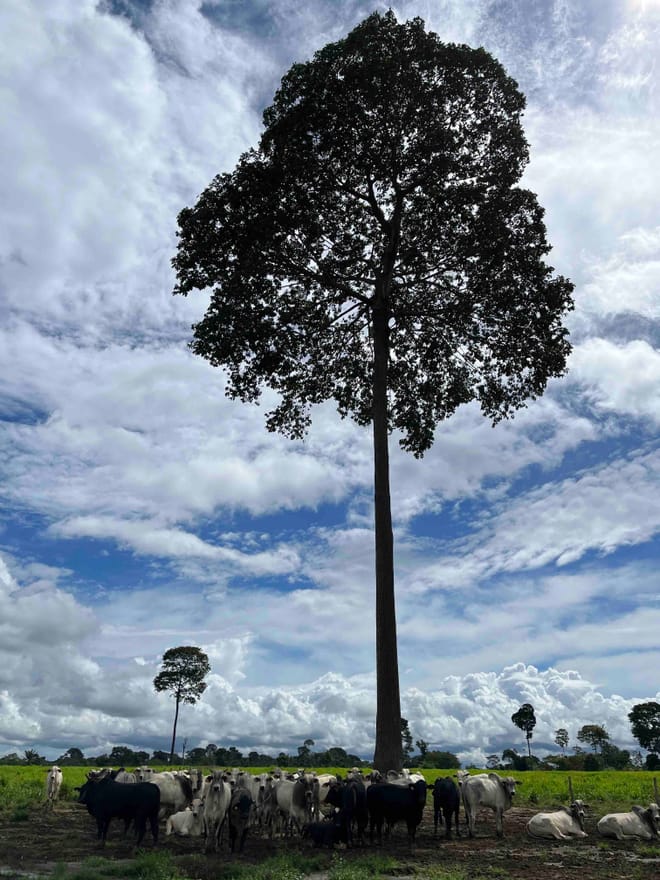 Cattle graze under a very tall tree and a blue sky filled with wispy white clouds