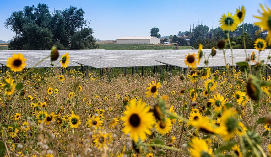 White farm building and solar panels in background with sunflowers in foreground.