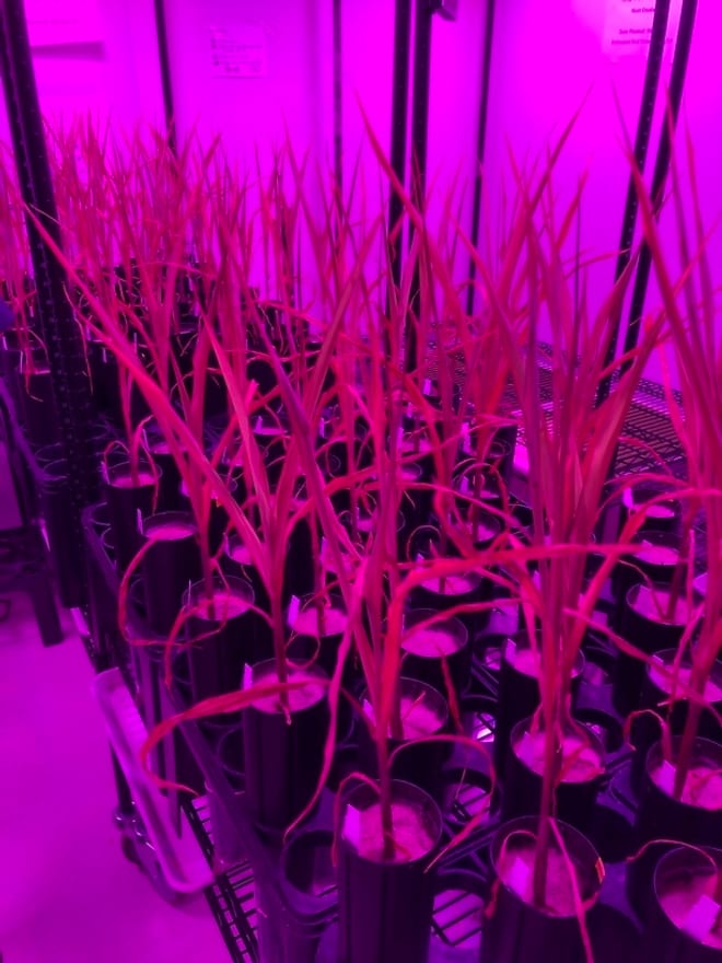 several rows of plants bathed in an eerie magenta light