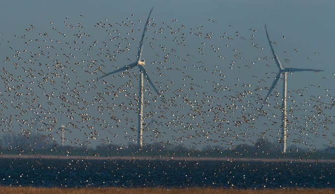 A flock of hundreds of white birds flies next to several large white wind turbines