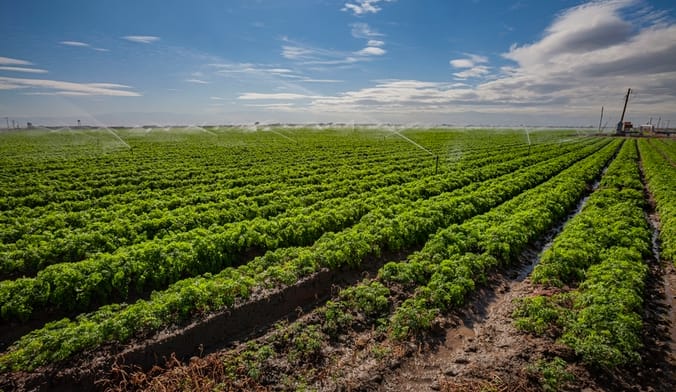 a large agricultural field with rows of crops