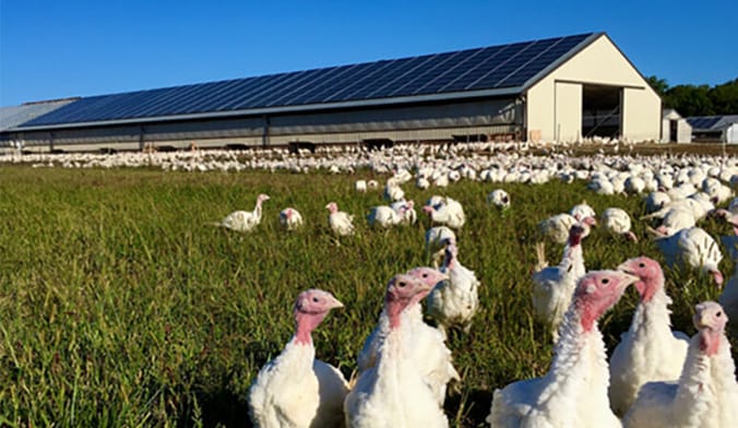 Dozens of white turkeys mill graze in a grassy field in front of a large barn with rooftop solar panels