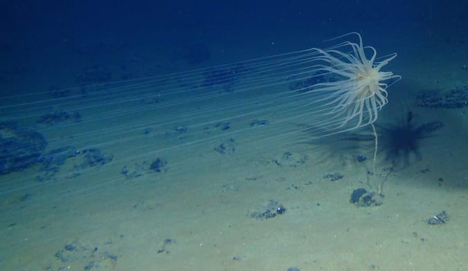 A many-tentacled creature floats near the bottom of the ocean