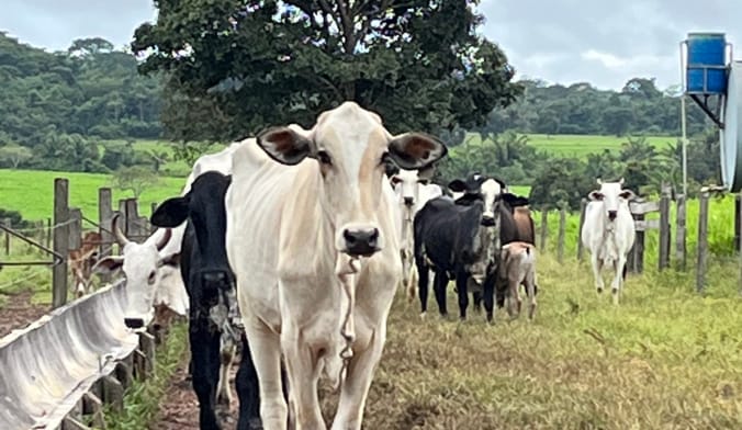 a group of white, black and brown cattle in a verdant green field