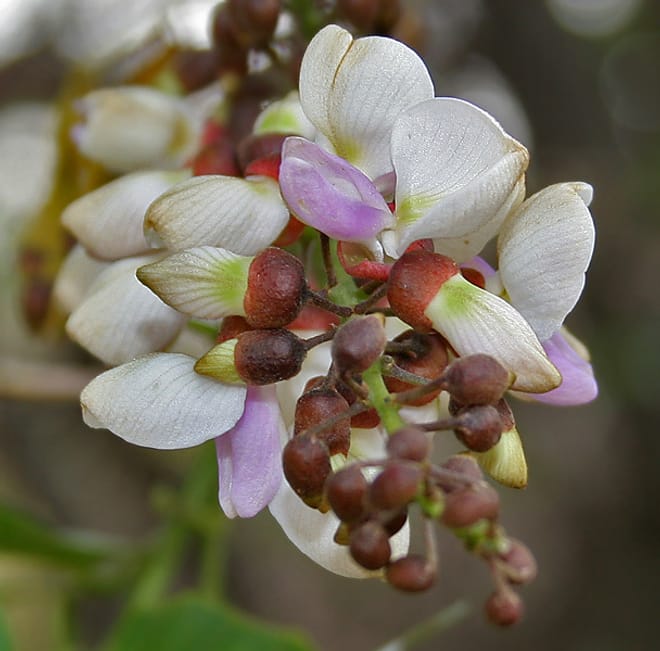 a tree branch with delicate white and lavender petals