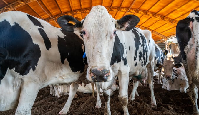 cow closeup