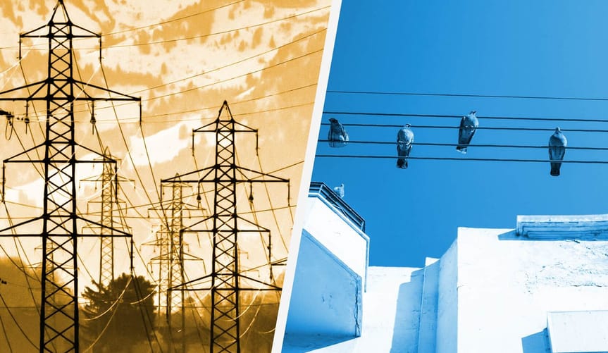 A split graphic showing transmission lines and birds on a distribution line.