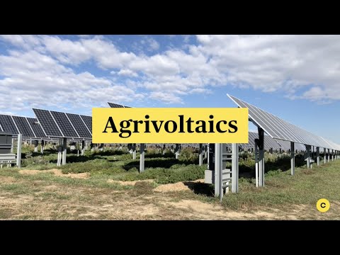How solar panels and crops can thrive side-by-side