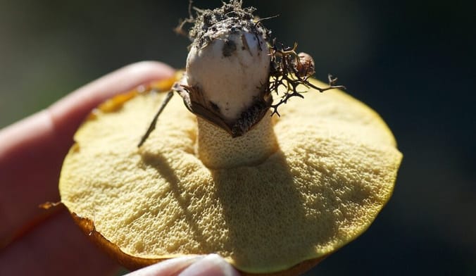 A hand holding an upside-down mushroom