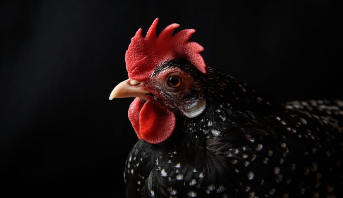 A black chicken with red comb and wattles
