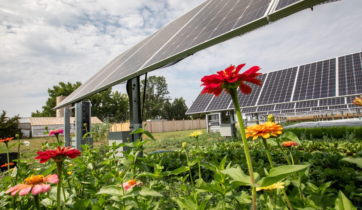 flowers grow in front of rows of solar panels