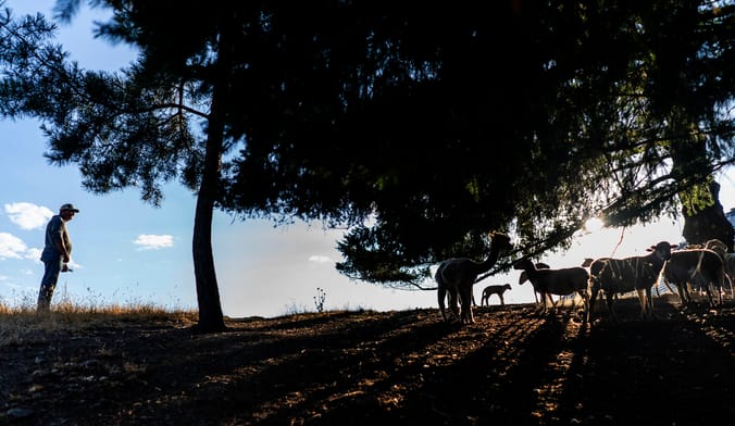A man stands near livestock on a hilly farm