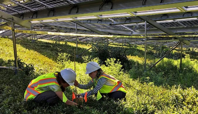 Two workers in safety gear look at blueberry crops underneath solar panels