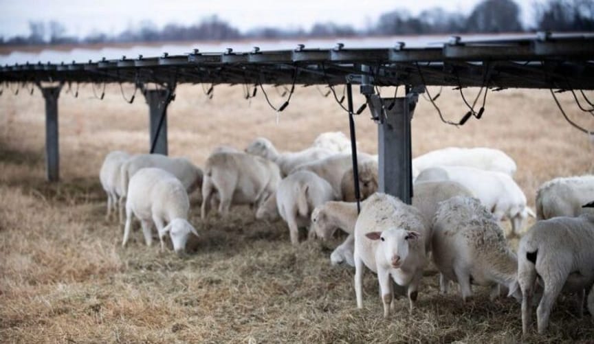 White sheep graze under solar panels in a field