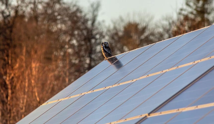 An owl sits on a slanted roof covered in solar panels.