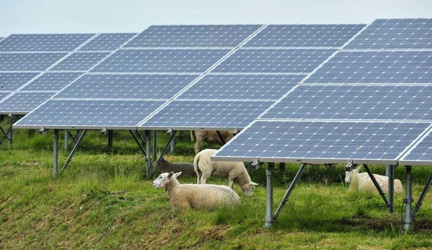 Several white sheep graze and rest among large solar panels