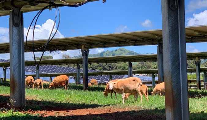 Sheep with russet coats graze beneath solar panel arrays