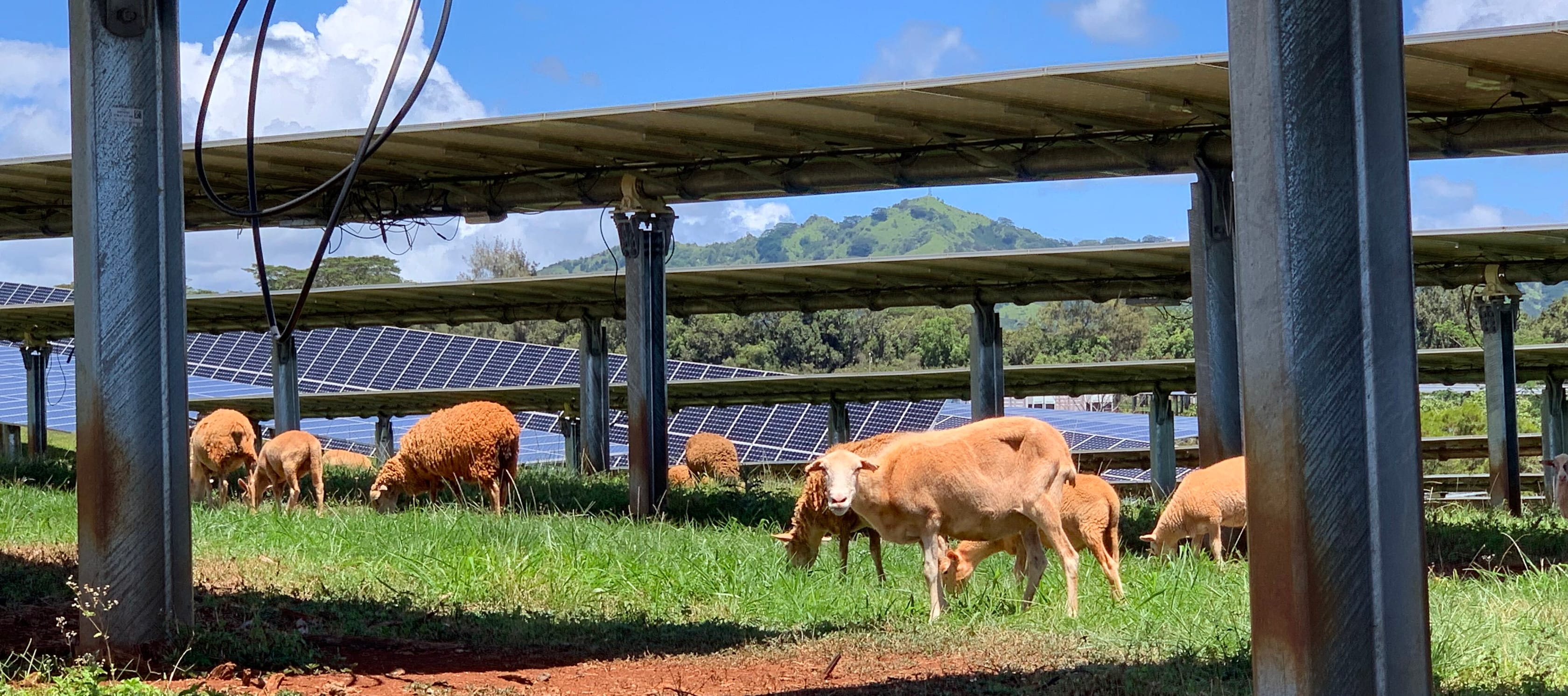 Sheep with russet coats graze beneath solar panel arrays